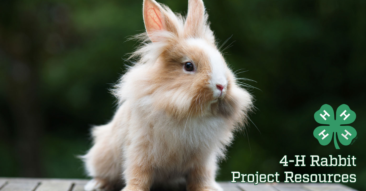 4-H Rabbit Project - Adams County 4-H